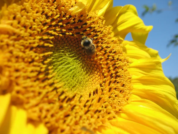 Insecte et fleur — Photo