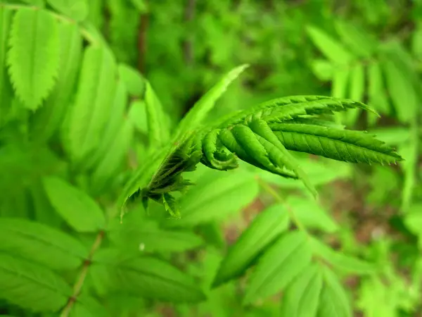 Strukturen i grönt blad — Stockfoto