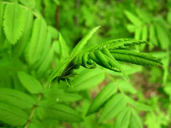 Estructura de la hoja verde — Foto de Stock