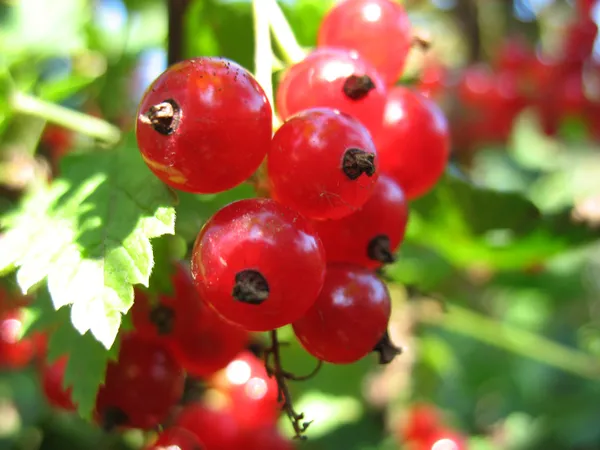 Röda vinbär — Stockfoto