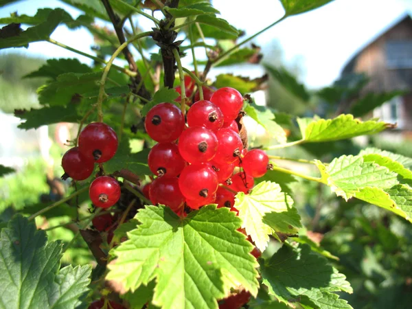 Rote Johannisbeere — Stockfoto