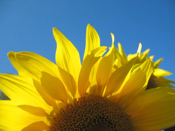 Girasol — Foto de Stock