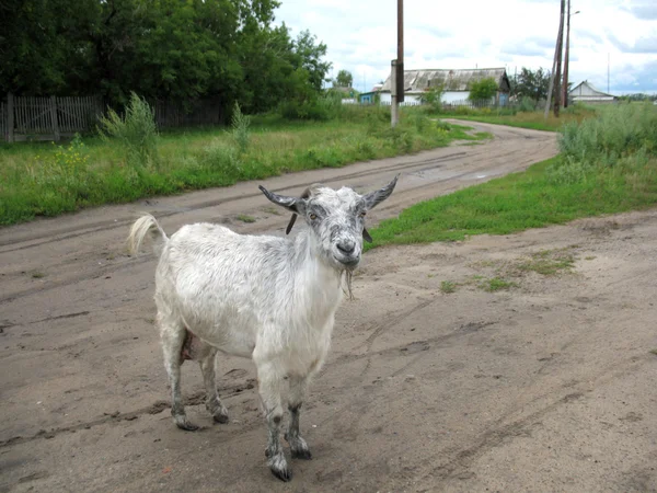 Rural road and nanny-goat — Stock Photo, Image