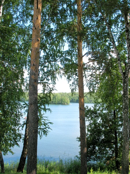 Sjön och växter — Stockfoto