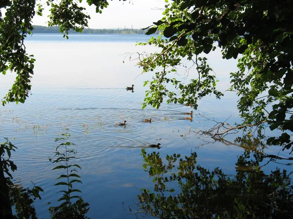 Озеро, растения и утки — стоковое фото