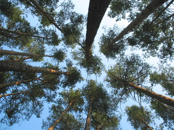 Floresta de pinheiro e céu — Fotografia de Stock