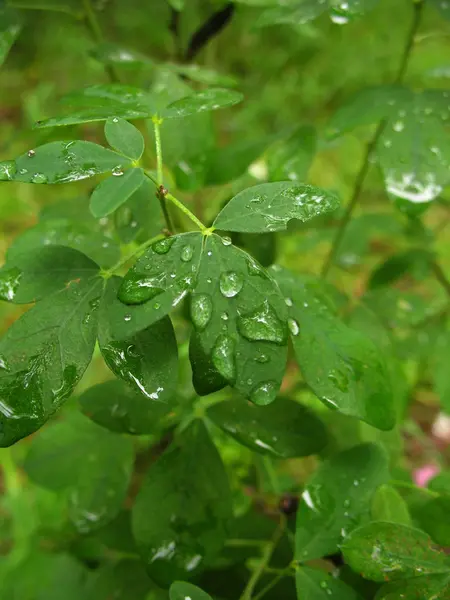 Planta después de la lluvia — Foto de Stock