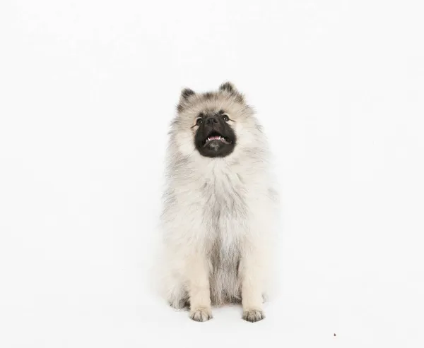 Feliz Spitz Pomerânia Fica Fundo Branco Cão Olha Para Cima — Fotografia de Stock