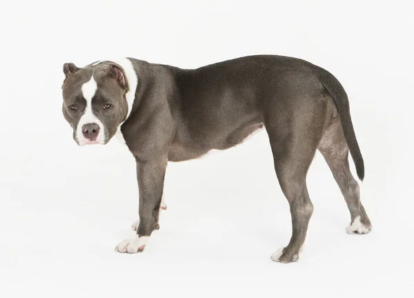 Young Pit Bull Dog Standing Side White Background — Stock Photo, Image