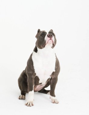 Genç bir pitbull köpeği kenarda oturuyor ve beyaz bir arka plana bakıyor.