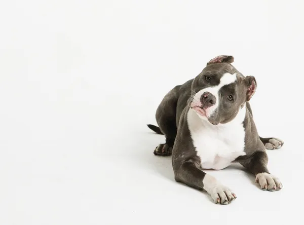 Jovem Americano Staffordshire Terrier Isolado Fundo Branco — Fotografia de Stock