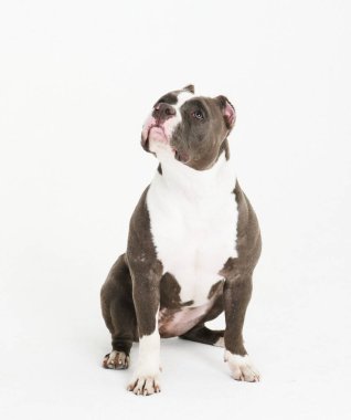 Genç pitbull köpeği beyaz arka planda oturuyor.