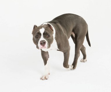 Kenarda duran ve beyaz arka planda duran bir pitbull köpeği..