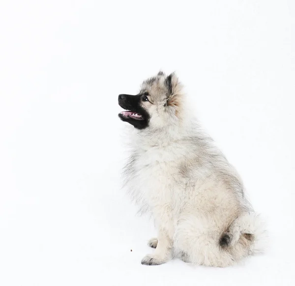 A happy Pomeranian Spitz stands on a white background. — Stock Photo, Image