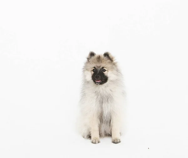A happy Pomeranian Spitz stands on a white background. — Stock Photo, Image
