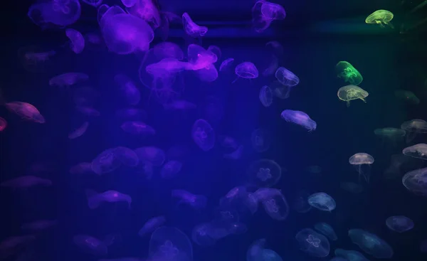 Jellyfish with neon glow light effect in sea aquarium — Stock Photo, Image