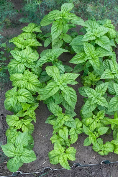 Basil. — Stock Photo, Image