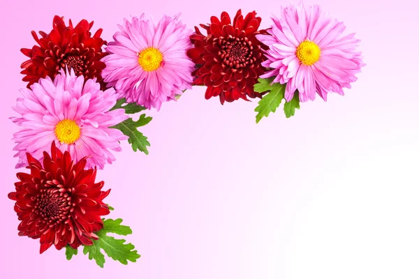 Background for the postcard of chrysanthemums. — Stock Photo, Image