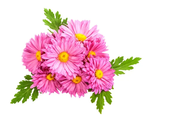 Chrysanthemums. Stock Picture