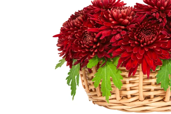 Chrysanthemums. — Stock Photo, Image