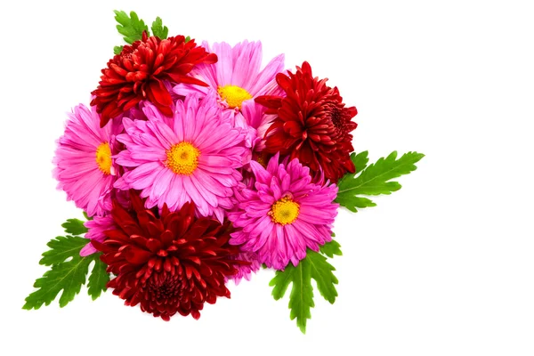 Bouquet de chrysanthèmes . Images De Stock Libres De Droits