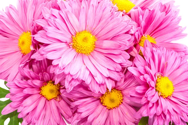 Chrysanthemen. — Stockfoto