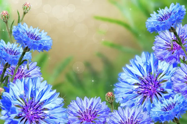 Cornflowers with a beautiful background. — Stock Photo, Image