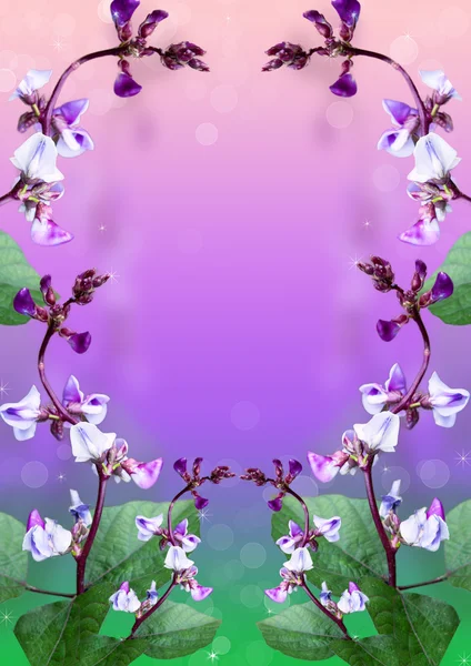 Beautiful flowers on a purple background. — Stock Photo, Image
