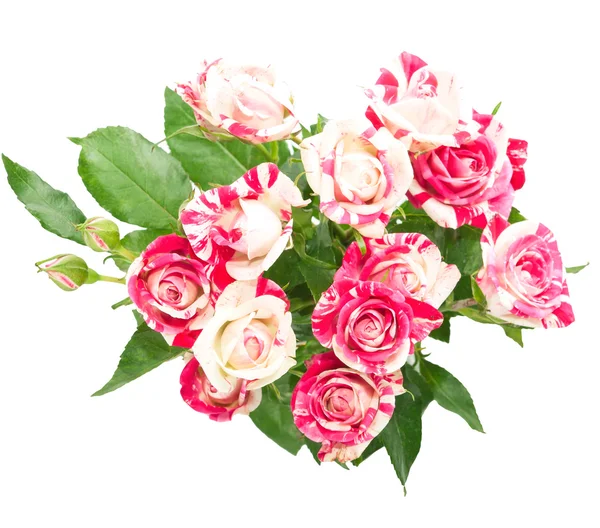 Bouquet di rose . — Foto Stock