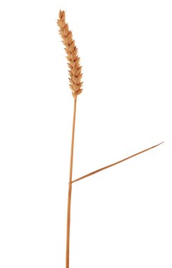 single isolated on white ear of wheat