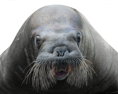 walrus close-up isolated on white clipart