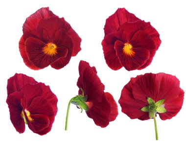 farklı iki tarafından kırmızı homo çiçek