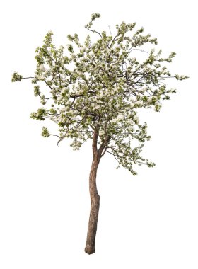 izole beyaz renkli çiçek açan elma ağacı