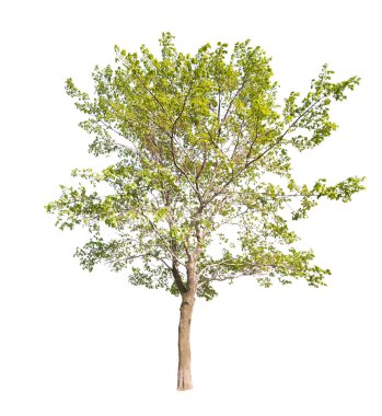 Yeşil bahar bitki örtüsü ile ağacı