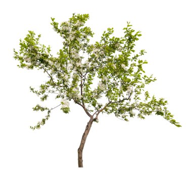 küçük elma ağacı çiçeği