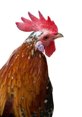 Turuncu horoz izole kafa