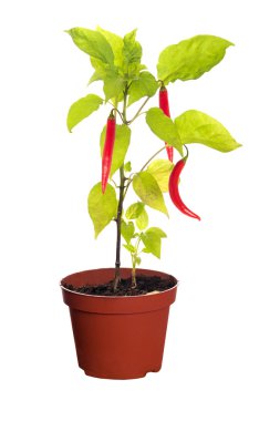 biber pot bitki üzerinde