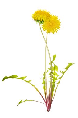 İki parlak dandelions beyaz sarı