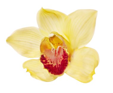 yellow and red isolated orchid flower