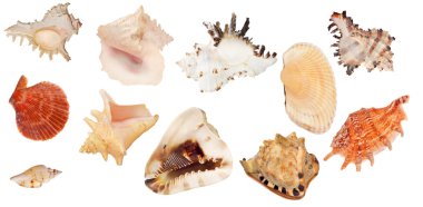 On shellfishes üzerinde beyaz izole kümesi