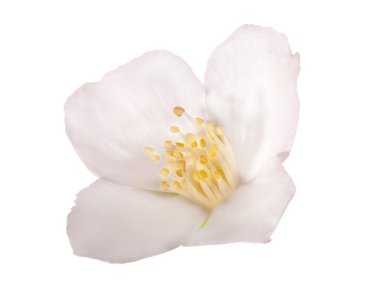 yasemin beyaz tek çiçek izole