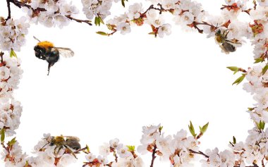 Sakura çiçekli çerçeve ve arılar