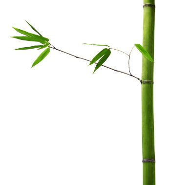 Bambu beyaz yeşil dalı ile