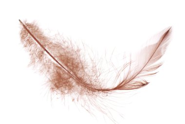 kabarık kahverengi izole tüy