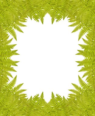 Yeşil fern çerçeve üzerinde beyaz izole