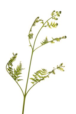 Yeşil eğreltiotu yaprakları üzerinde beyaz izole