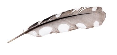 gri izole kuş tüyü beyaz noktalar