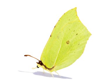 gölge ile kükürt limon kelebek