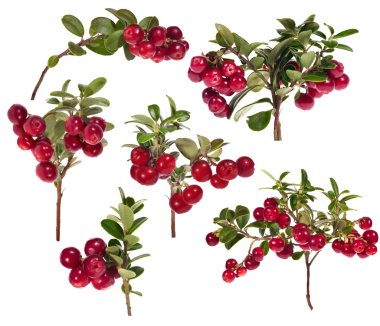 six branches of red cowberries collection clipart