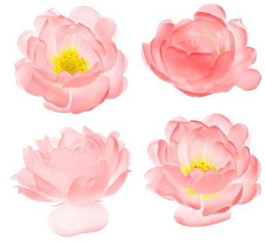 izole hafif pembe brier çiçek kümesi